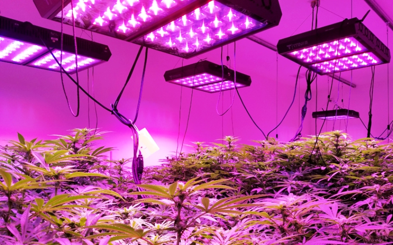Grow marijuana lights