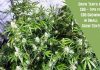Grow Tents for CBD