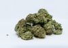 Top 5 Best High CBD Cannabis Seeds in the Markets Today Cannabis Seeds