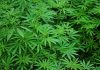 Grow-cannabis