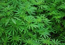 Grow-cannabis