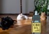 The Top 10 CBD Oils for Cats and Dogs on the Market CBD Oils for Cats and Dogs