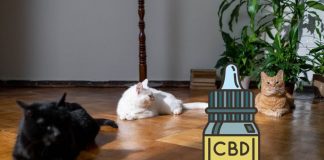 CBD Oils for Cats and Dogs