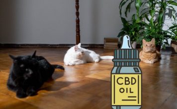 CBD Oils for Cats and Dogs
