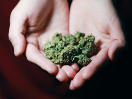 Debunking Myths and Misconceptions About Marijuana