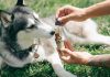 CBD for Pets: Health Boost for Animals CBD for Pets