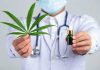How Can Medical Marijuana Help With Blood Cancer? Medical Marijuana